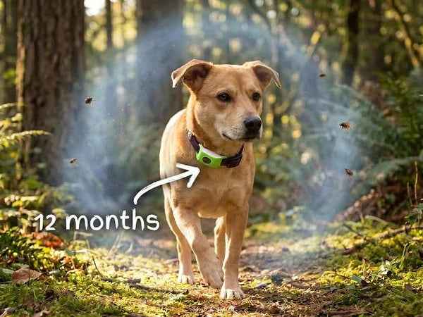 12 Months Flea And Tick Free