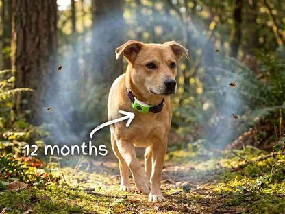 12 Months Flea And Tick Free