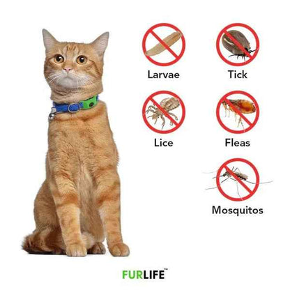 12 Months Flea And Tick Free